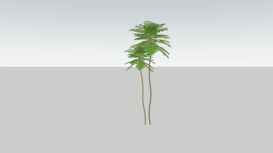 Pakis Brazil solobium parahyba