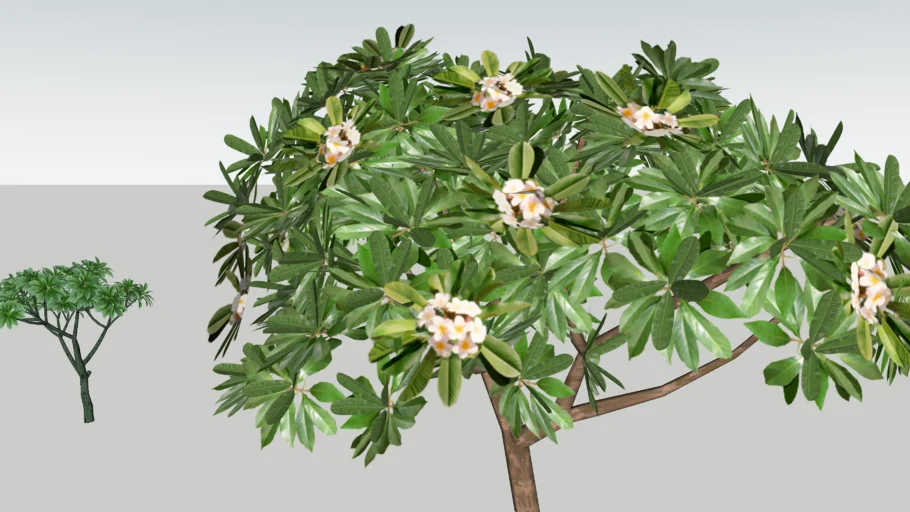 Plumeria Alba + Landscape Tree + Luck Tree + 3d Tree + 3DPlant
