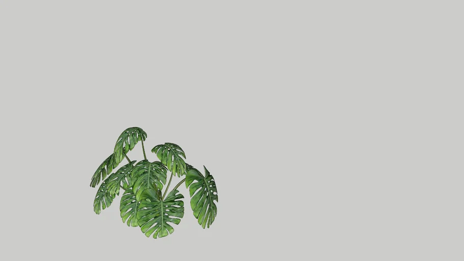 Monstera deliciosa