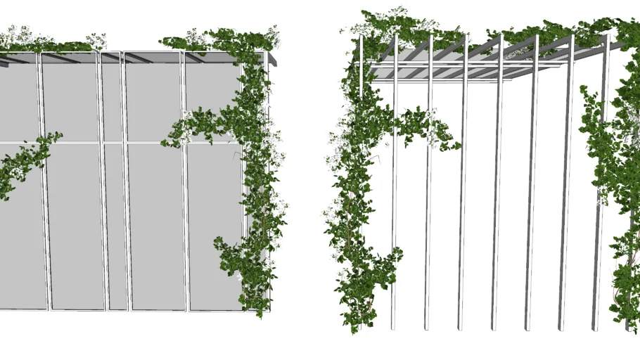 BOUGAINVILLE/ bugambilia/ veranera / enredadera /Ivy plant
