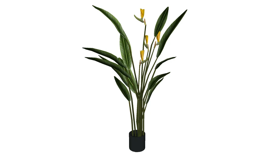 Plante oiseau paradis