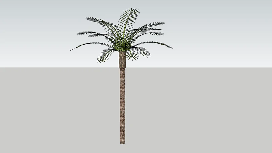 phoenix date palm