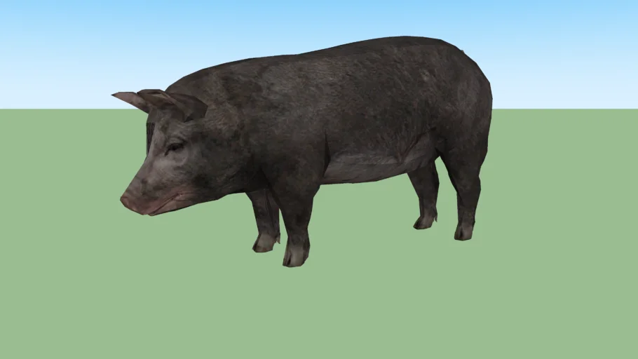 Pig