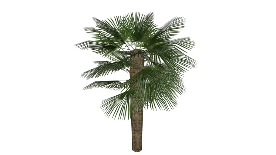 Trachycarpus fortunei