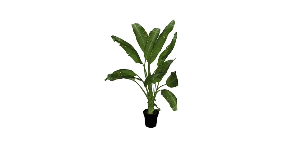 Banana Tree
