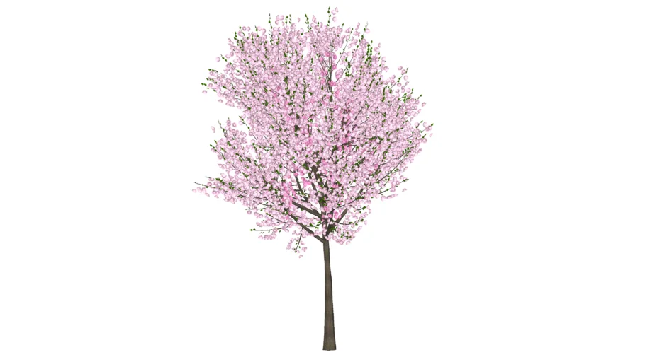 ARBRE