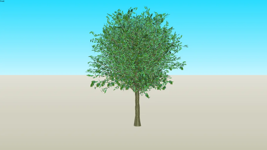 Litchi chinensis/lichee maorichus 3D - ליצי מאוריציוס