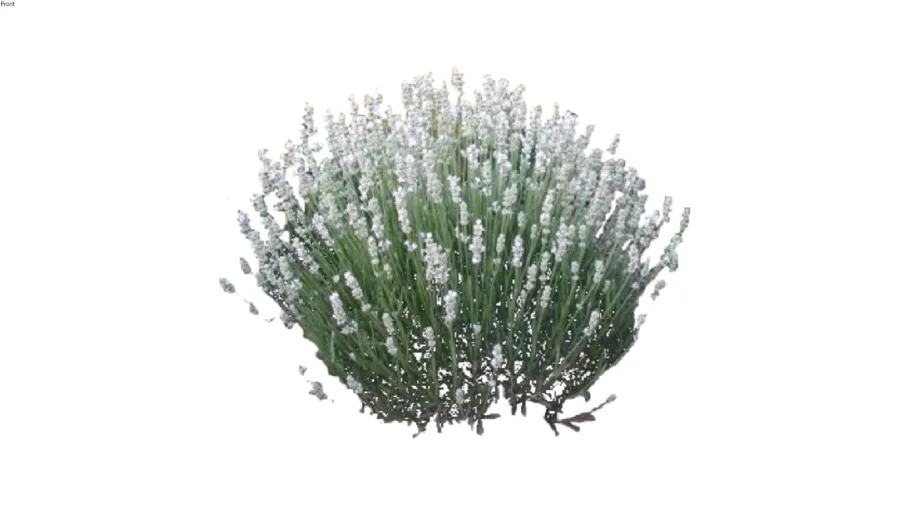 Lavandula x Intermedia 'Alba' White Lavender 2D follow me