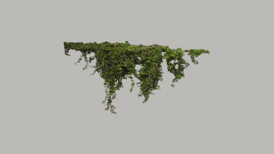 ivy plant 2