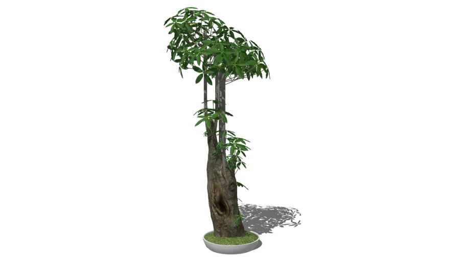Pohon Pule II (Alstonia scholaris)