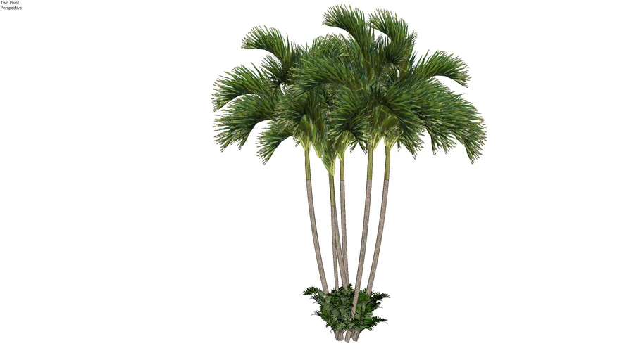 Palmeira areca - Dypsis lutescens