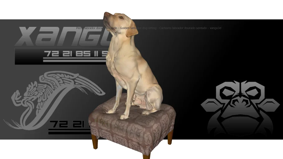 Perro labrador dorado sentado - Golden labrador dog sitting - Cachorro labrador dourado - xango3d 
