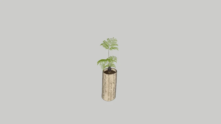 Wabi Sabi Plante