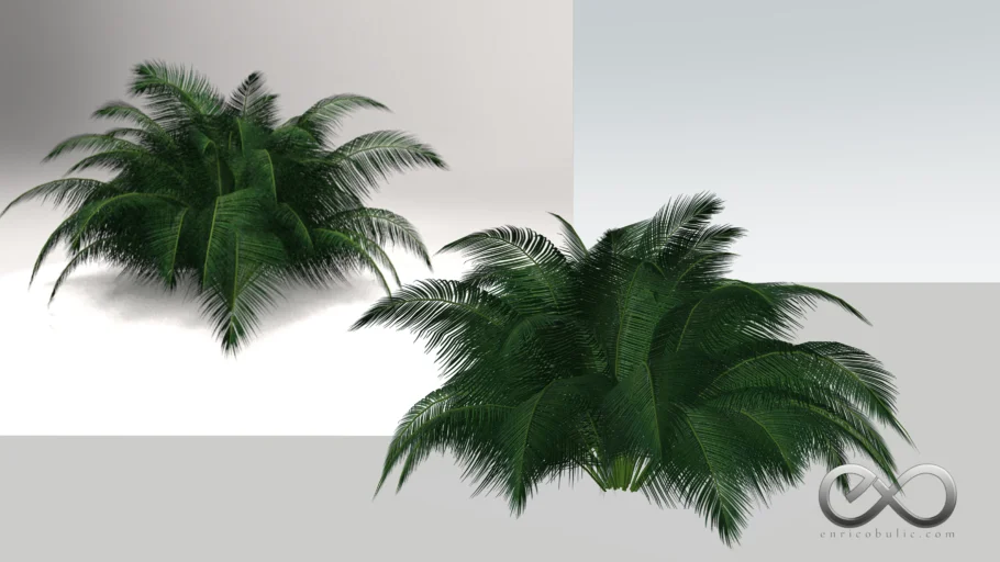 Chamaedorea Atrovirens "Cascade Palm"