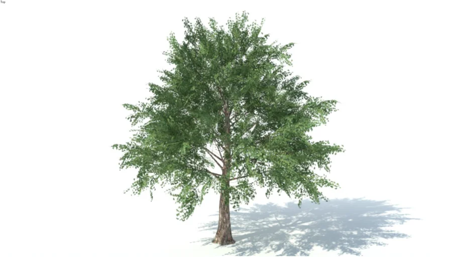 Low poly 3d tree (024)