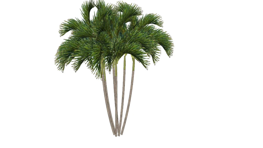 Areca Bambu