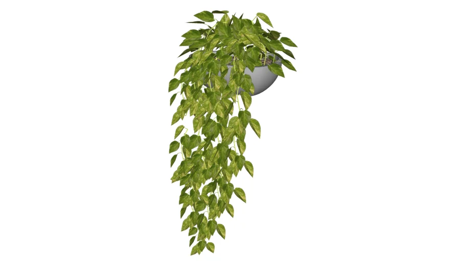 Planta tanaman pot 13