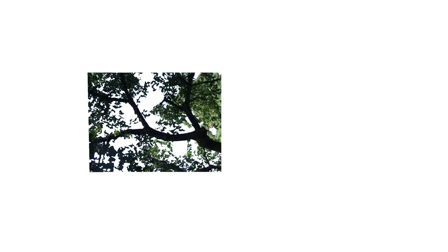 tree branch