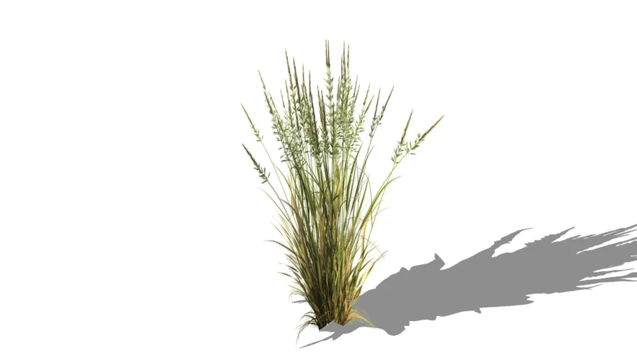 Grass Bush - Vegetation - 2D