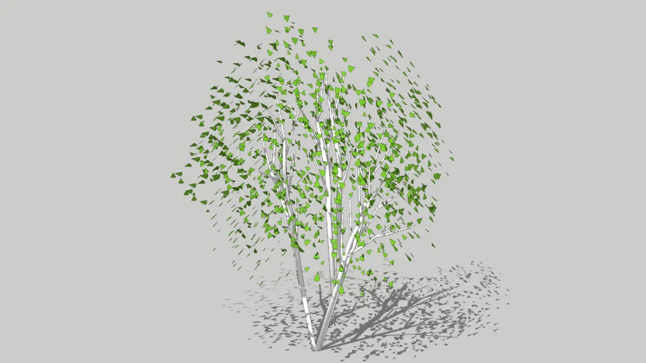 Silver Birch, multi stemmed tree