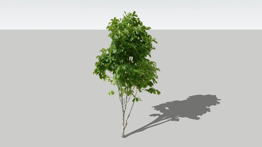 Arbol #1