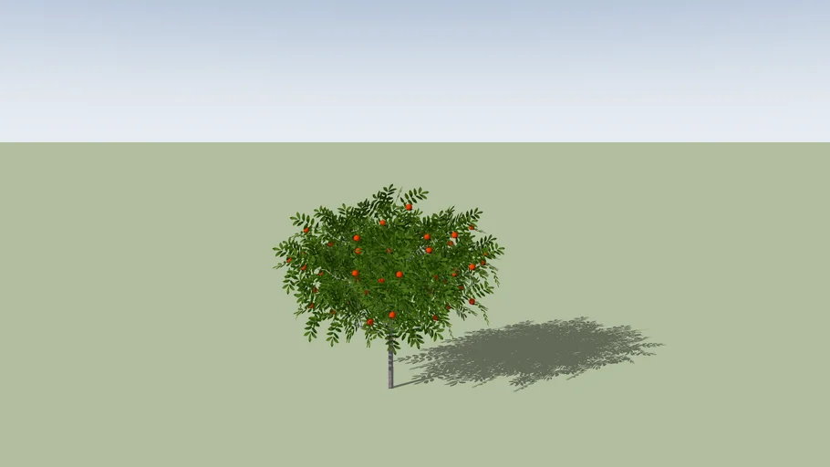 Punica granatum