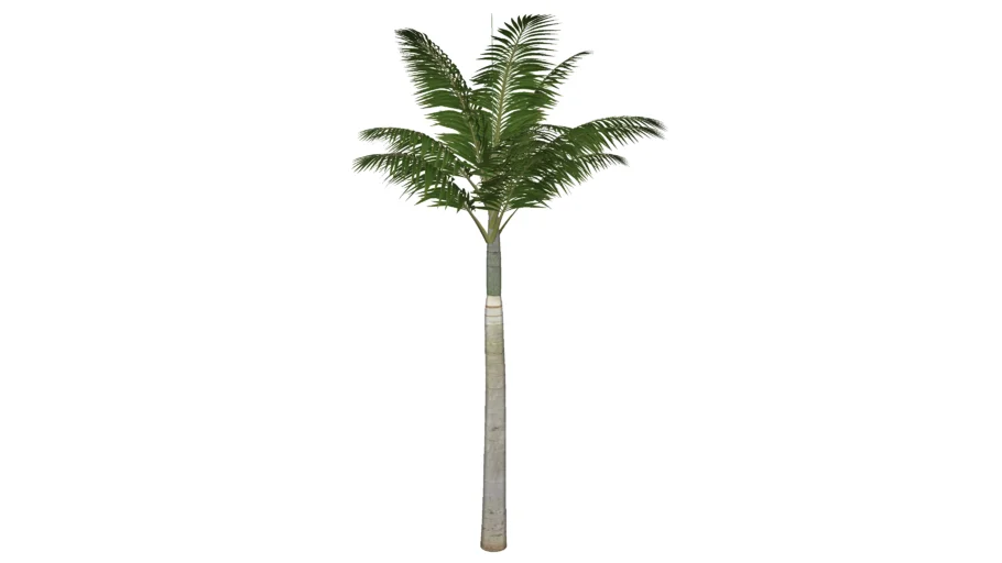 Palmeira