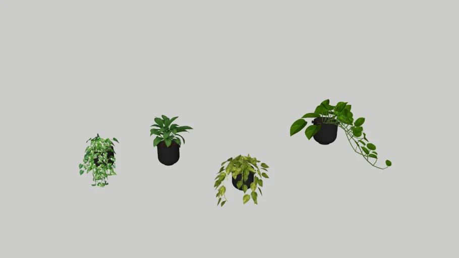 hanging plant