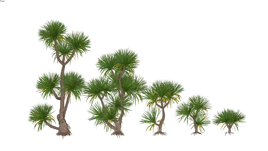 Paisagismo_Dracaena drago_Dragoeiro | 3D Warehouse
