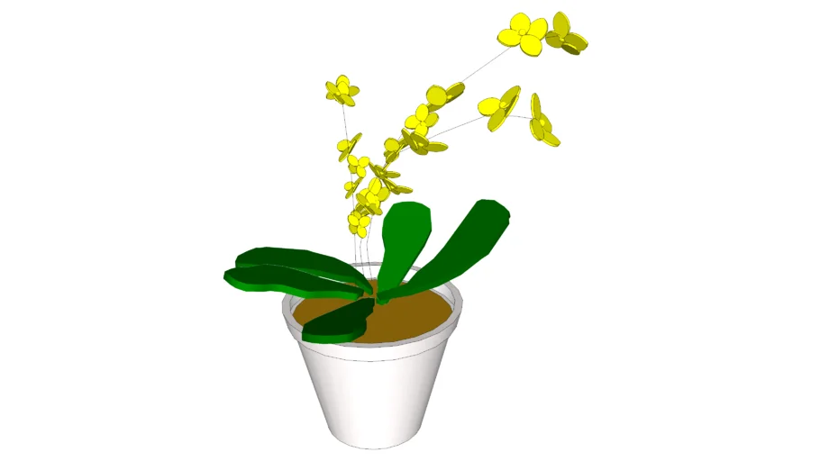 Oncidium Orchid