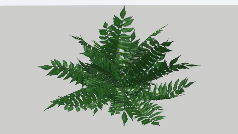 Fern/ cây dương xỉ