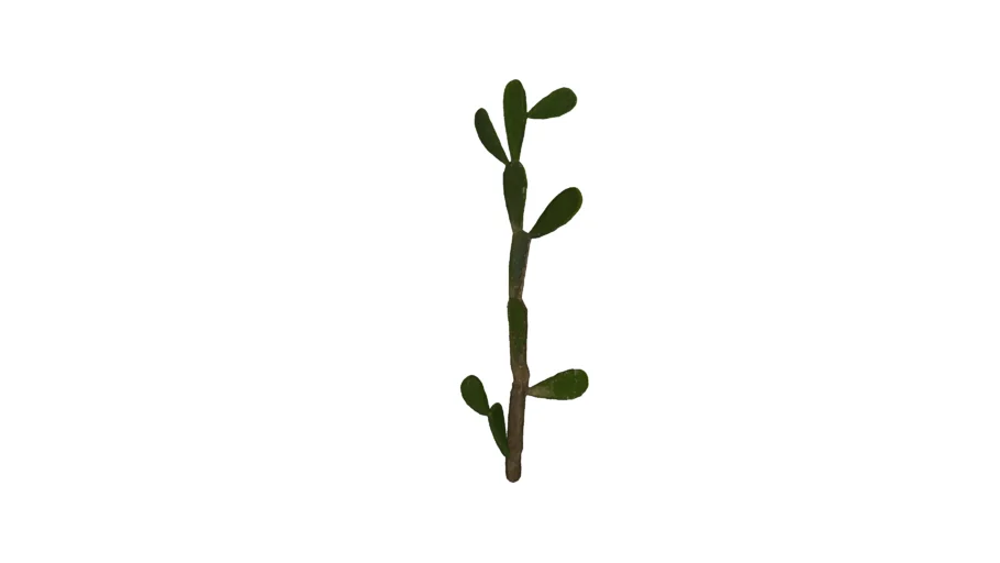 Nopal