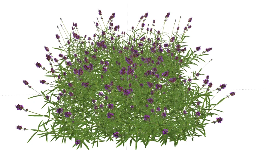 Lavendula angustifolia 'Hitcote'