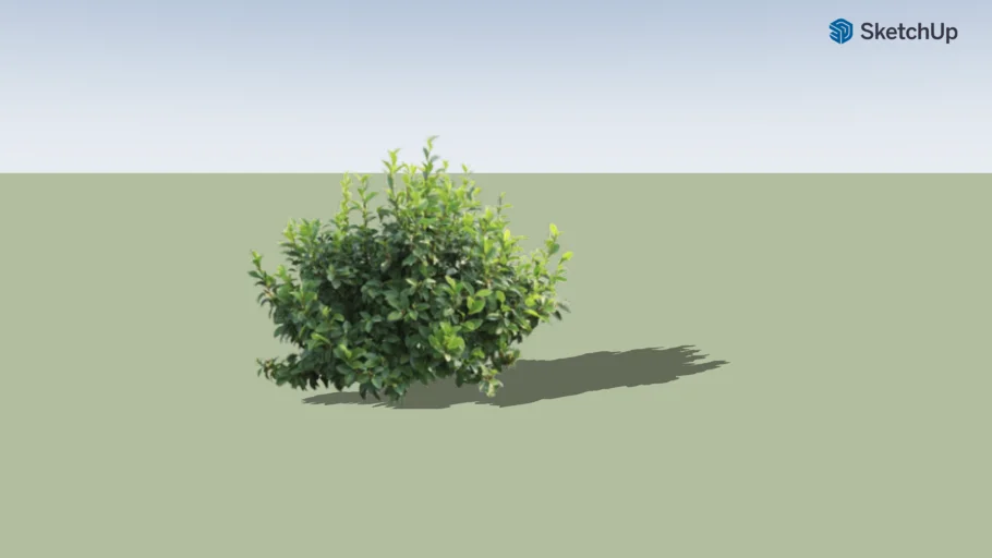 Bush