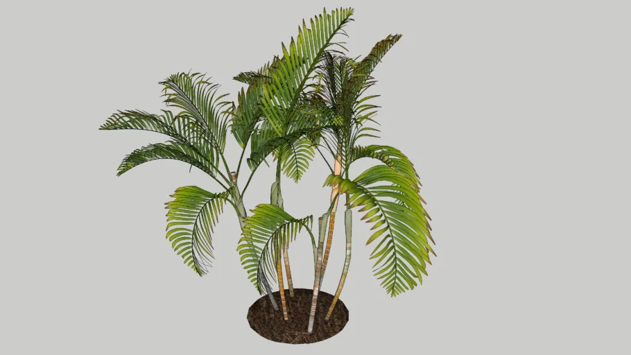 椰子樹 coconut trees