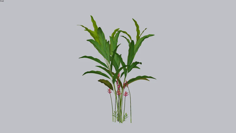 Helicônia Rauliniana (Heliconia marginata x H. bihai)