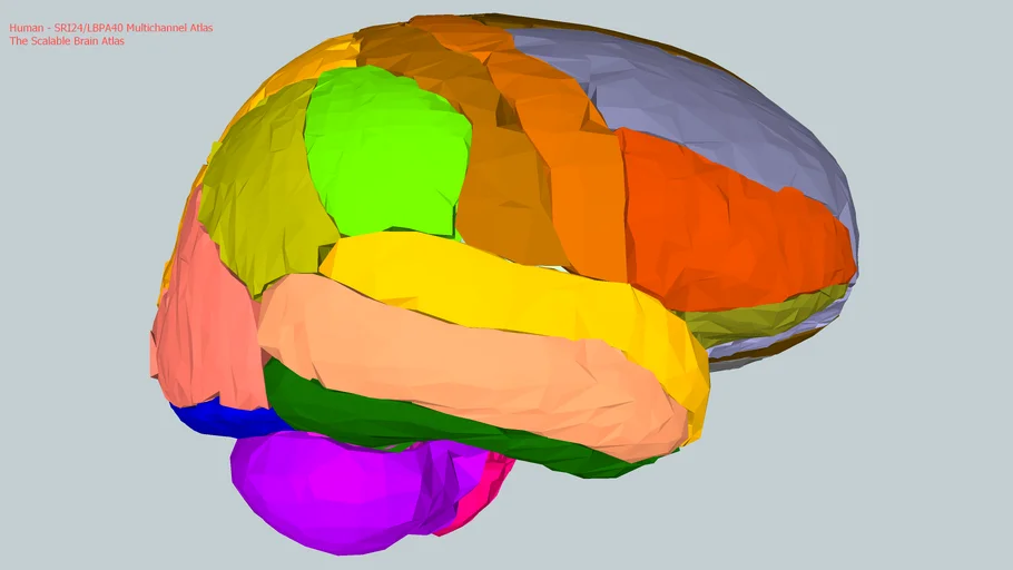 Human Brain | 3D Warehouse