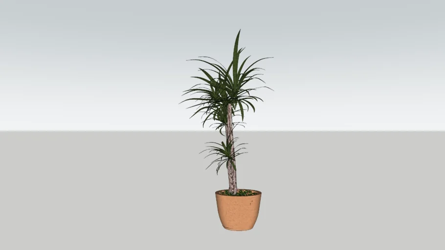 Vaso - Dracena
