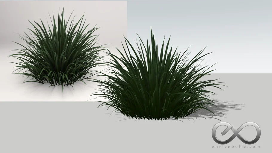 Ophiopogon Jaburan "Mondo Grass"