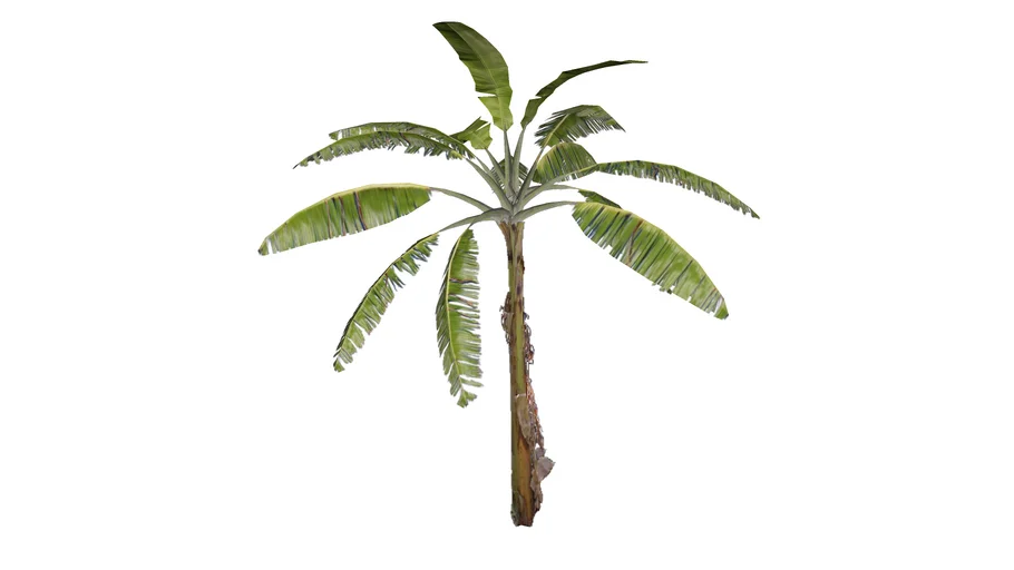 Banana Tree
