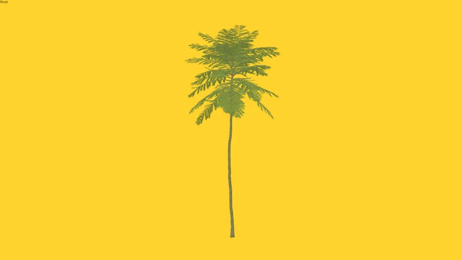 Kebun3D - Solobium Parahyba